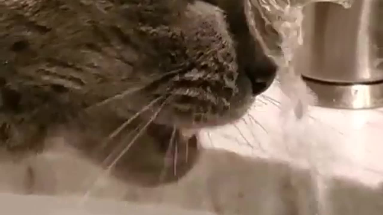 cat Runs To Faucet For This