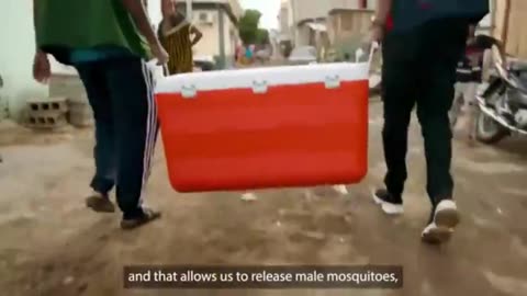 Bill Gates has tested his Genetically modified Oxitec mosquitoes out on an African village.mp4