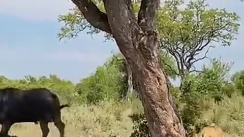 Lion attack captured