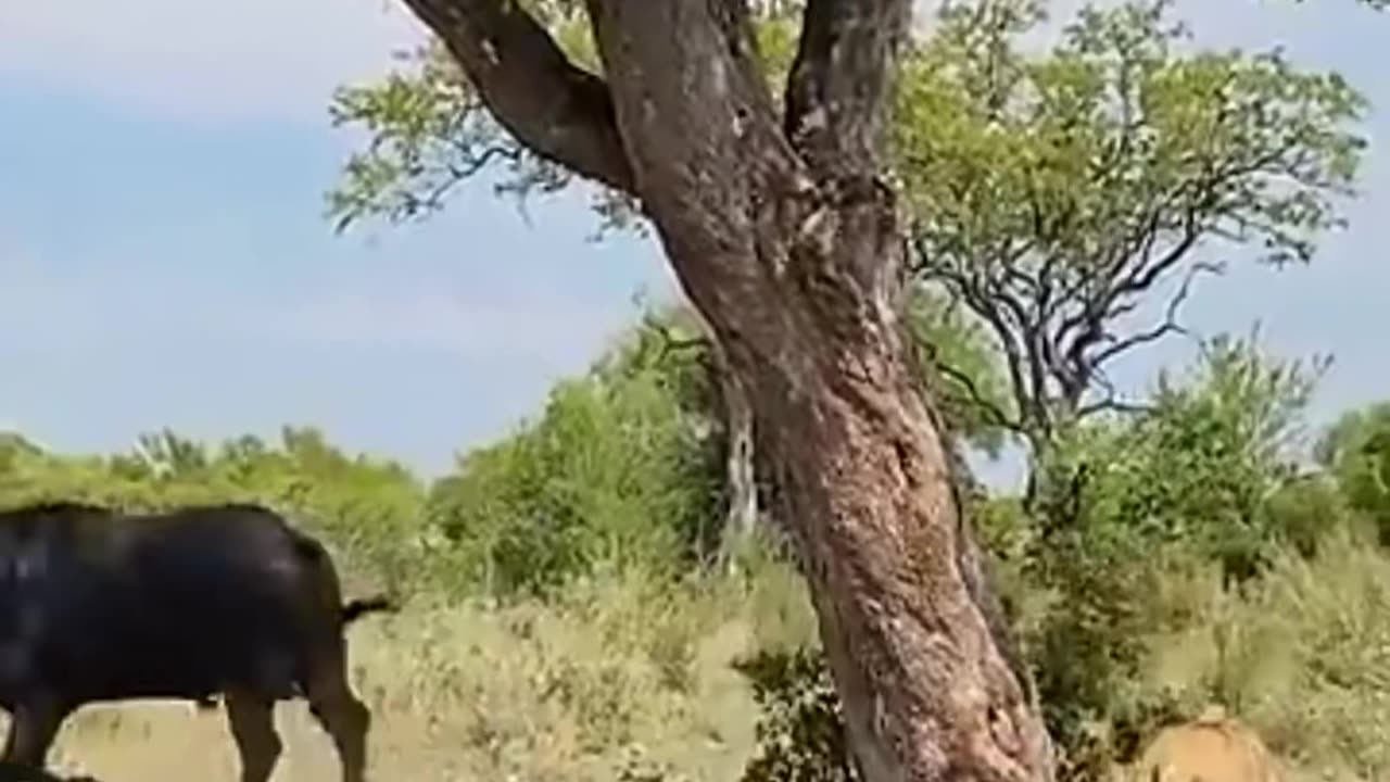 Lion attack captured