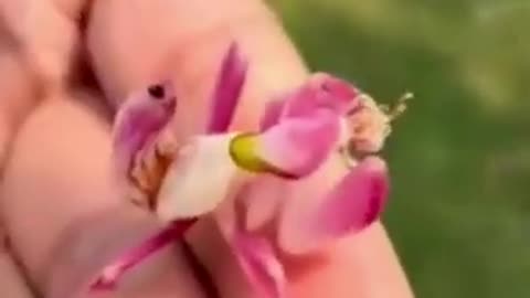 👄Walking Flower Mantis Discovered in China