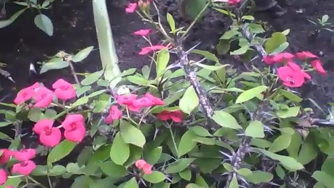 Crown of thorns, show all flowers and thorns in the garden [Nature & Animals]