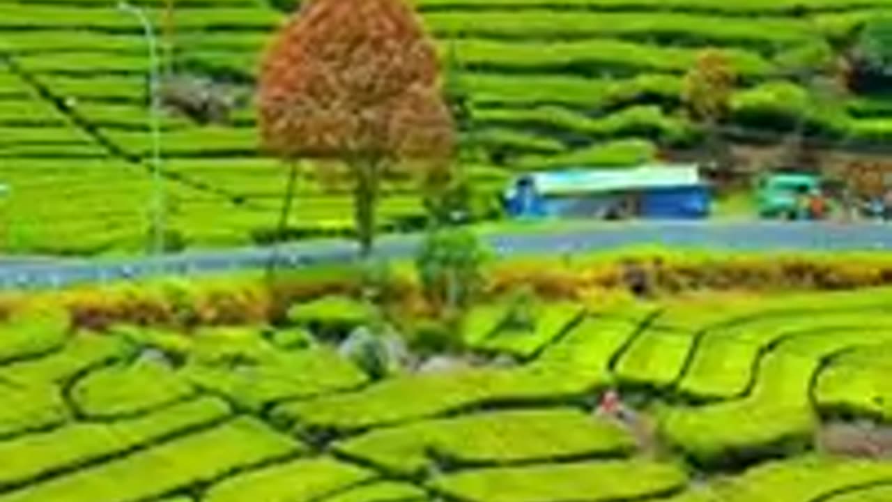 Nature view