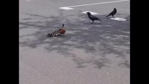 Mother Duck’s Brave Defense Against a Crow