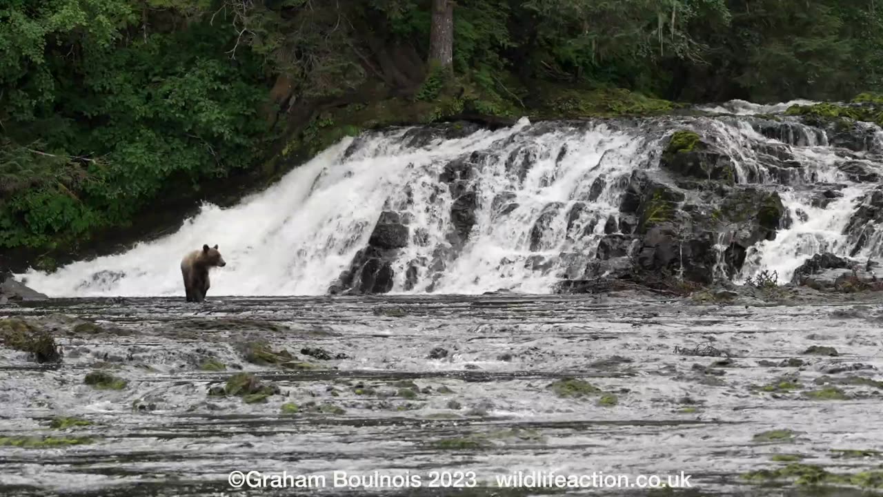 Grizzly Bears Feast on Salmon at Pavlof Harbor, Alaska 🐻🐟 wildlifeaction.co.uk