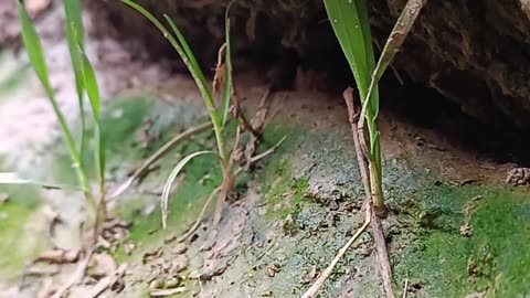 Small Plants Growing Beside a Tree