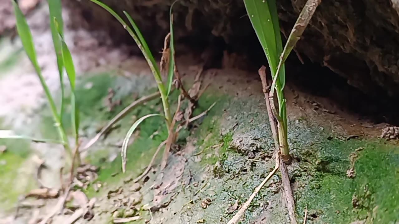 Small Plants Growing Beside a Tree