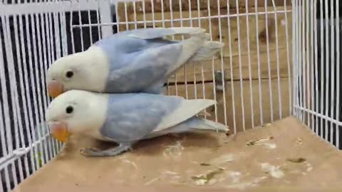Lovebirds