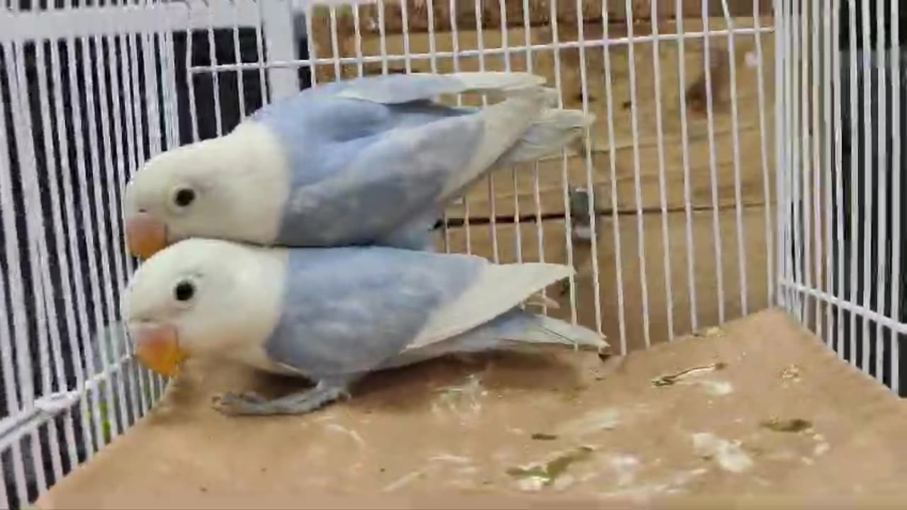 Lovebirds