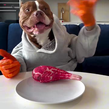 Viral🔥🔥 funny🤣 dog