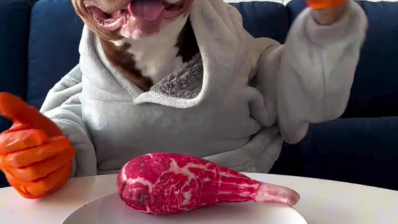 Viral🔥🔥 funny🤣 dog
