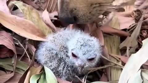 poor baby owl…