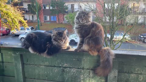 Maine Coon Kitten - Monarch - Silver and Red 8 Month Old Kitten