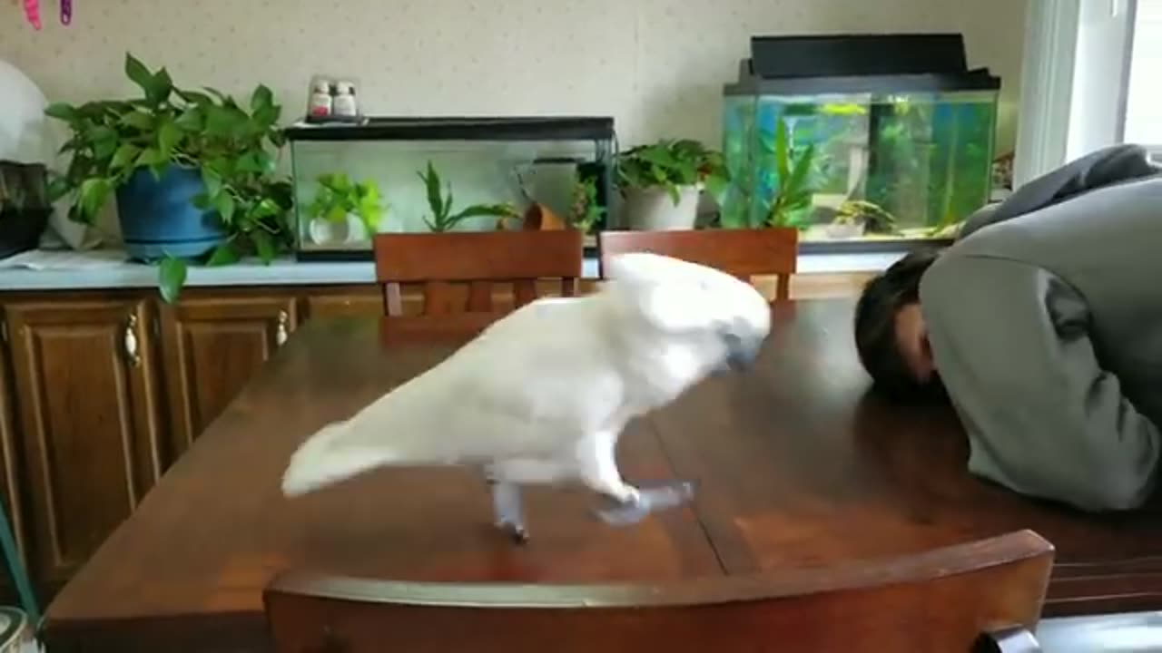 Cockatoo Has Happy Feet For A Very Special Visitor