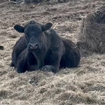 Now that’s a pregnant cow! #babybump #ranchlife