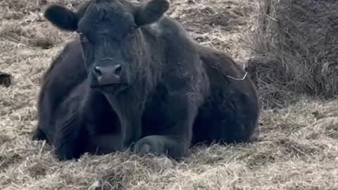 Now that’s a pregnant cow! #babybump #ranchlife