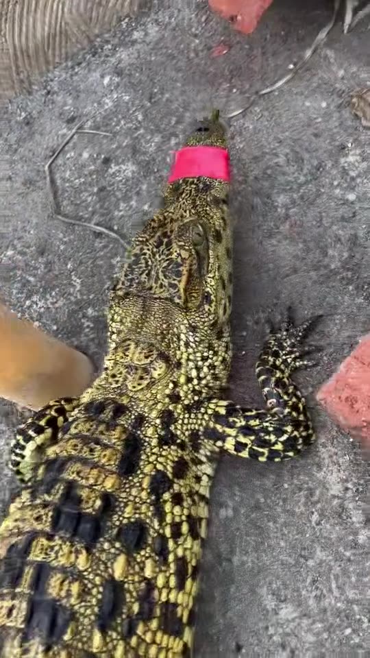 Golden Crocodile, Have you seen it?