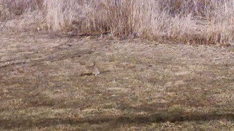 Cute rabbits' eating and playing