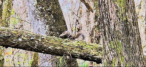 Moving Squirrels