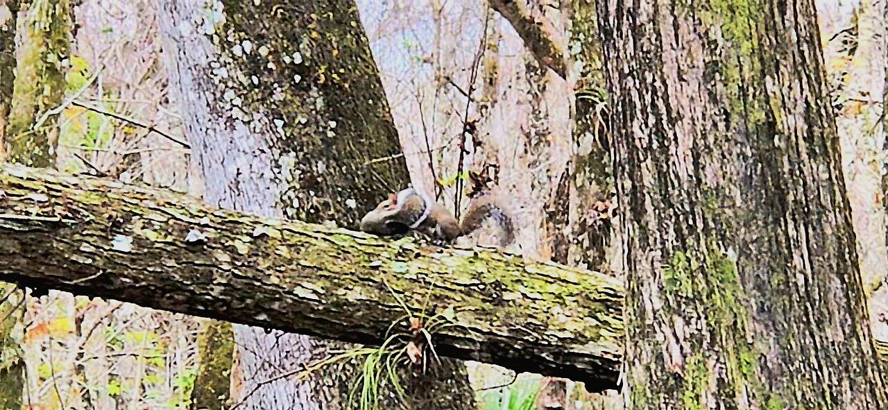 Moving Squirrels