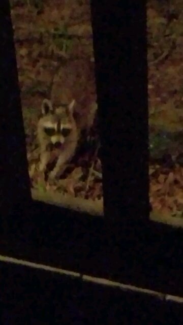 Animal Kingdom - One Raccoon 🦝