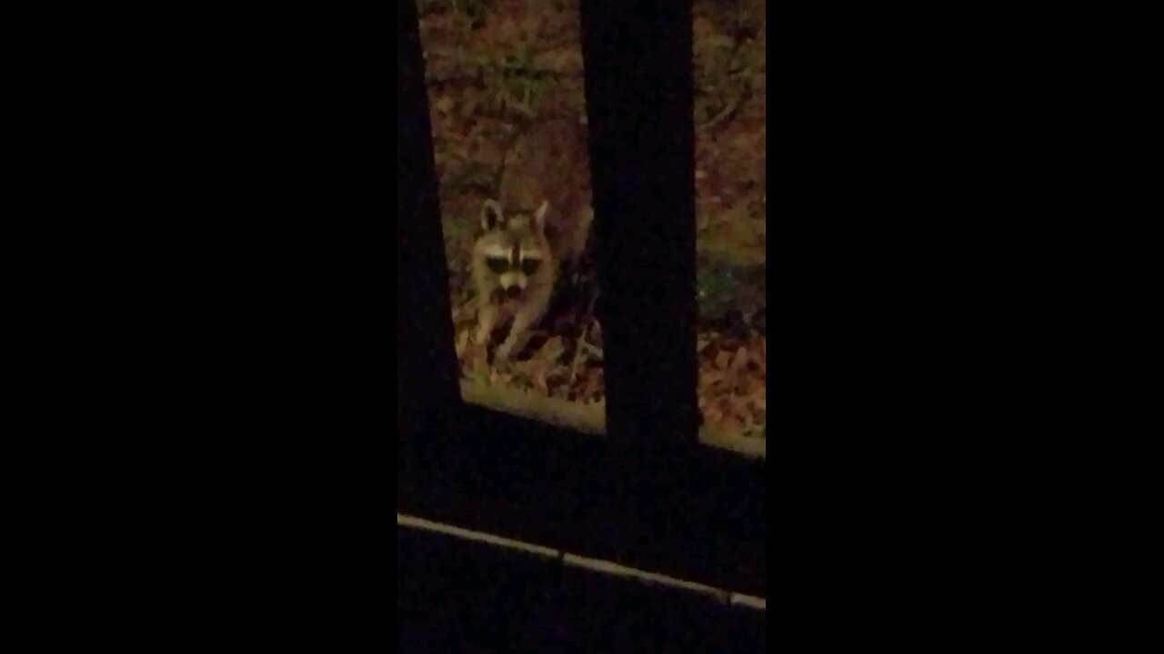 Animal Kingdom - One Raccoon 🦝