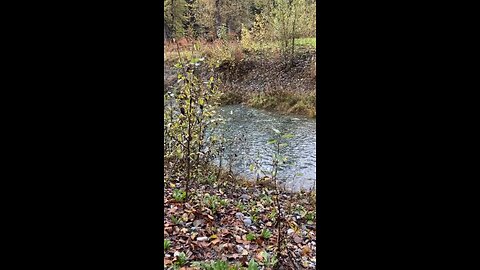 Mergansers on Herman Creek