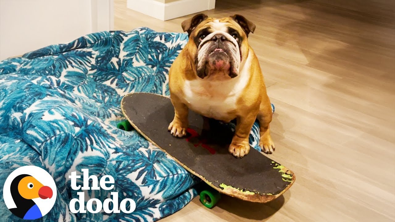 Bulldog Refuses to Sleep Without His Skateboard | The Dodo