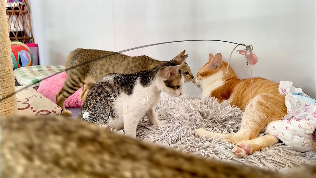 The kitten approaching his Brother cat to play with him is so cute