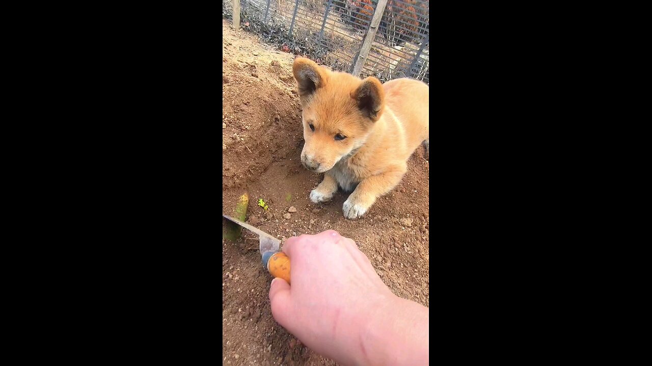 Cute dog trying to help ☺️