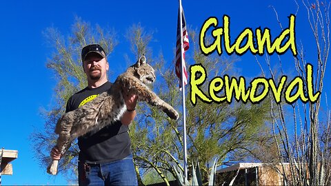Bobcat Gland Removal (How too)