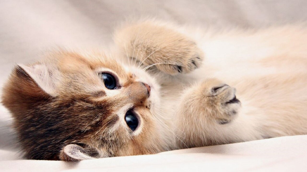 Infostormer Live Episode #47 - Ukraine War End Looms and Jews Working for Hitler