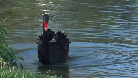 Two black swans return to their pond in Florida after being stolen