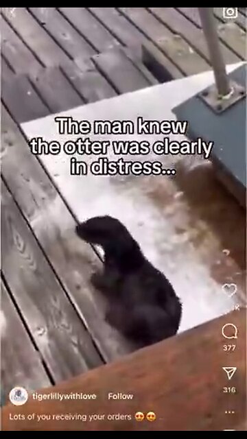 Sea Otter Seeks People Help