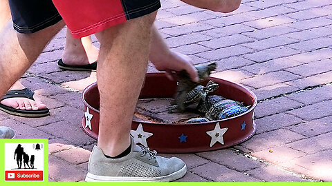 Turtle Races - 138th Annual Canadian July 4th Celebration