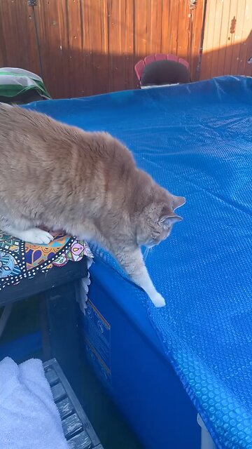 Cute Cat's 😸 And Winter Water 💦