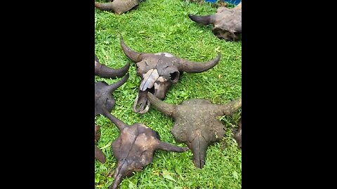 Most of the old bison skulls that I recovered in 2023.