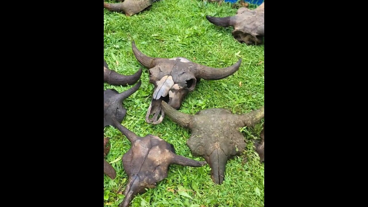 Most of the old bison skulls that I recovered in 2023.