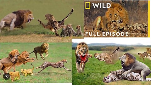 LION🦁 VS CHEETAH🐆