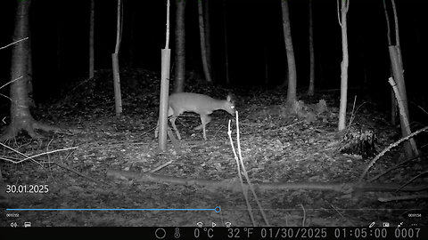 At night in the forest: Badger and deer - Nachts im Wald: Dachs und Reh