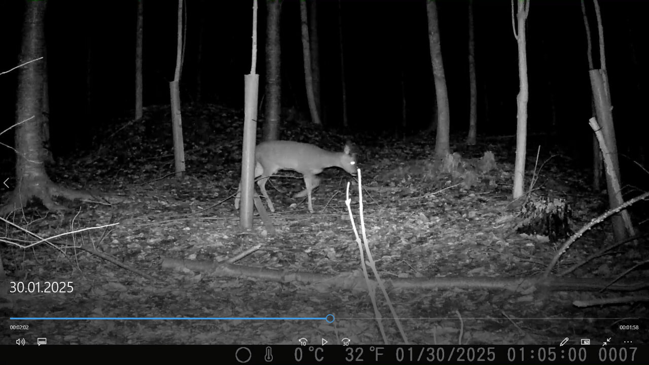 At night in the forest: Badger and deer - Nachts im Wald: Dachs und Reh