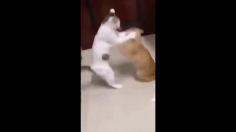 Ultimate Cat Comedy Challenge! TRY NOT TO LAUGH!