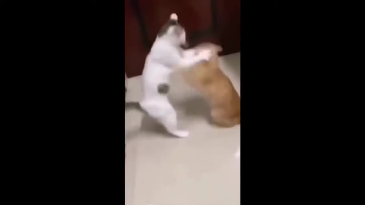 Ultimate Cat Comedy Challenge! TRY NOT TO LAUGH!