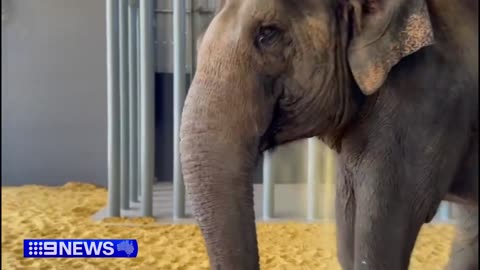 Adelaide Zoo welcomes new elephant from Perth