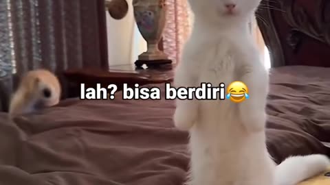 🐱 selama ini saya hanya berpura-pura tidak bisa berdiri 🤫🐱 #kucingberdiri #fyp #kucing #kucinglucu