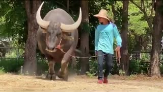 Buffalo From Thailand