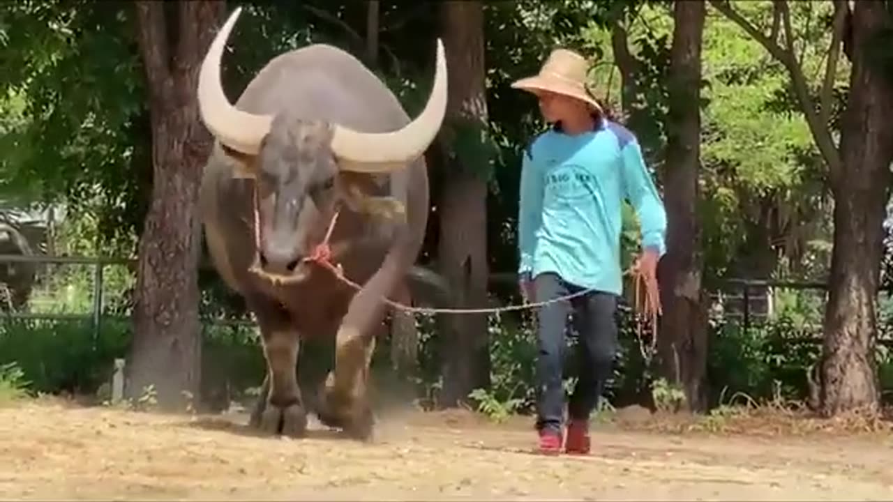 Buffalo From Thailand