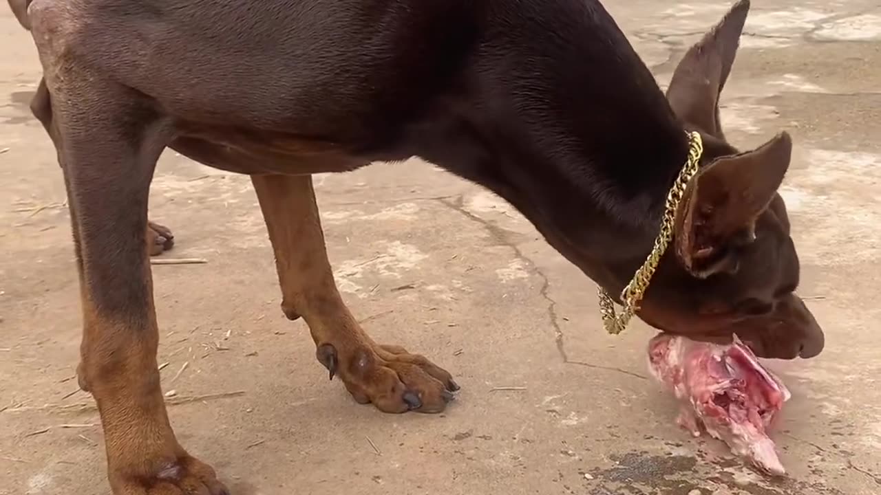 A Dog's Happy Moments: Heartwarming Stories Behind Mealtime