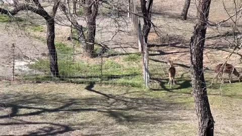 Cat doing some deer hunting