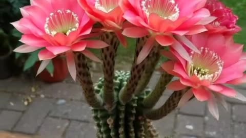 "The Rare Night-Blooming Cactus: A Time-Lapse Spectacle"